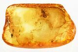 Detailed Fossil Ant (Formicidae) In Baltic Amber #357842-1